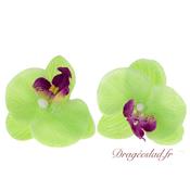Orchide verte coeur prune x 10