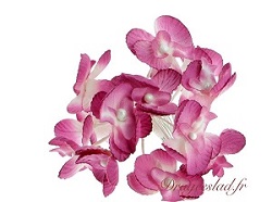 Orchide boite  drages