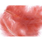 Plume corail sachet de 20