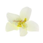 Orchidée blanche exotique x 10